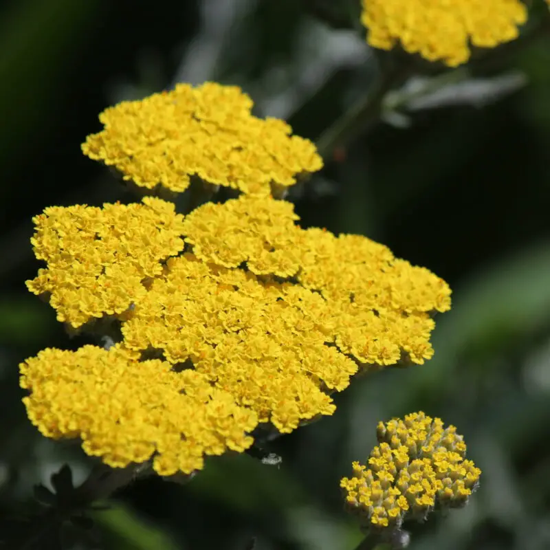 Achillea (Yarrow) - Flower Facts, Meaning and Uses – A to Z Flowers