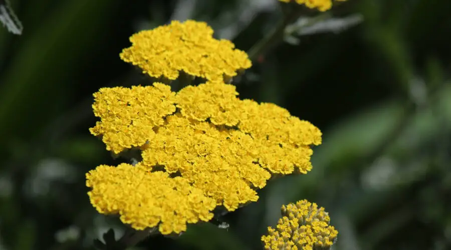 The Healing Powers and Symbolism of Yarrow