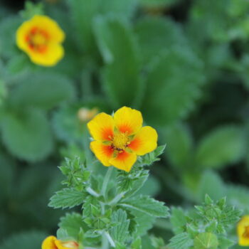 Potentilla