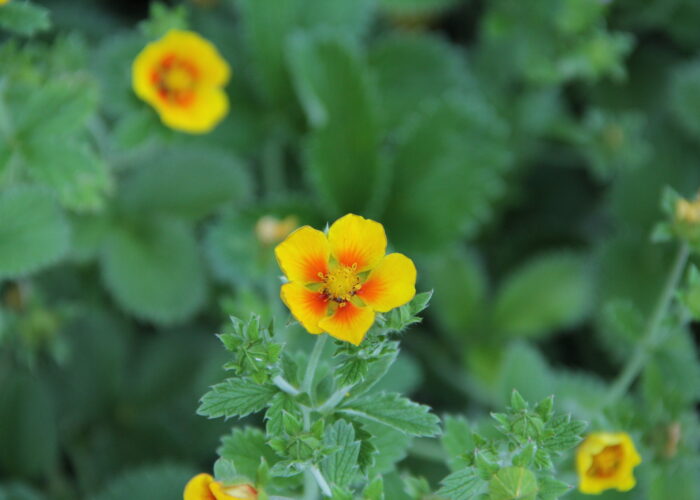 Potentilla (Cinquefoil)