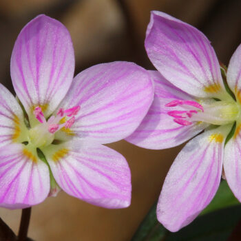 Claytonia