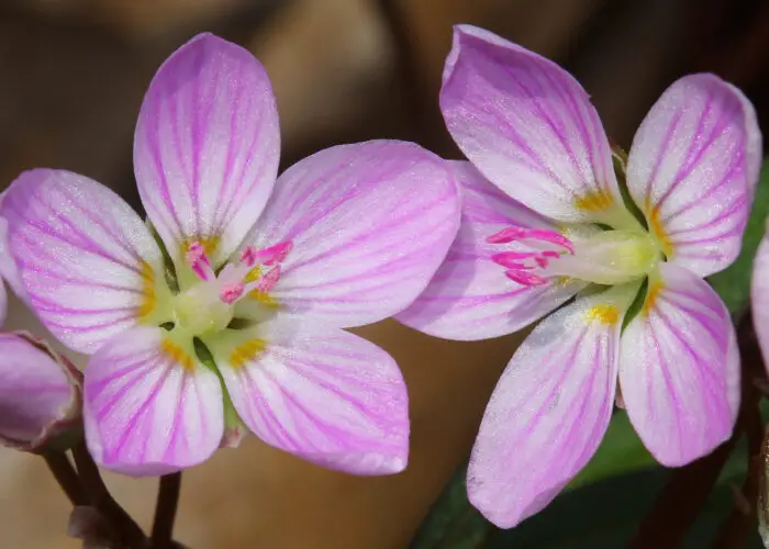 Claytonia (Spring Beauty)