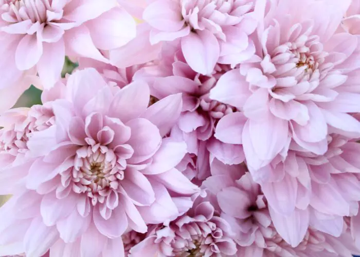 Mother’s Day Flowers and Their Meanings