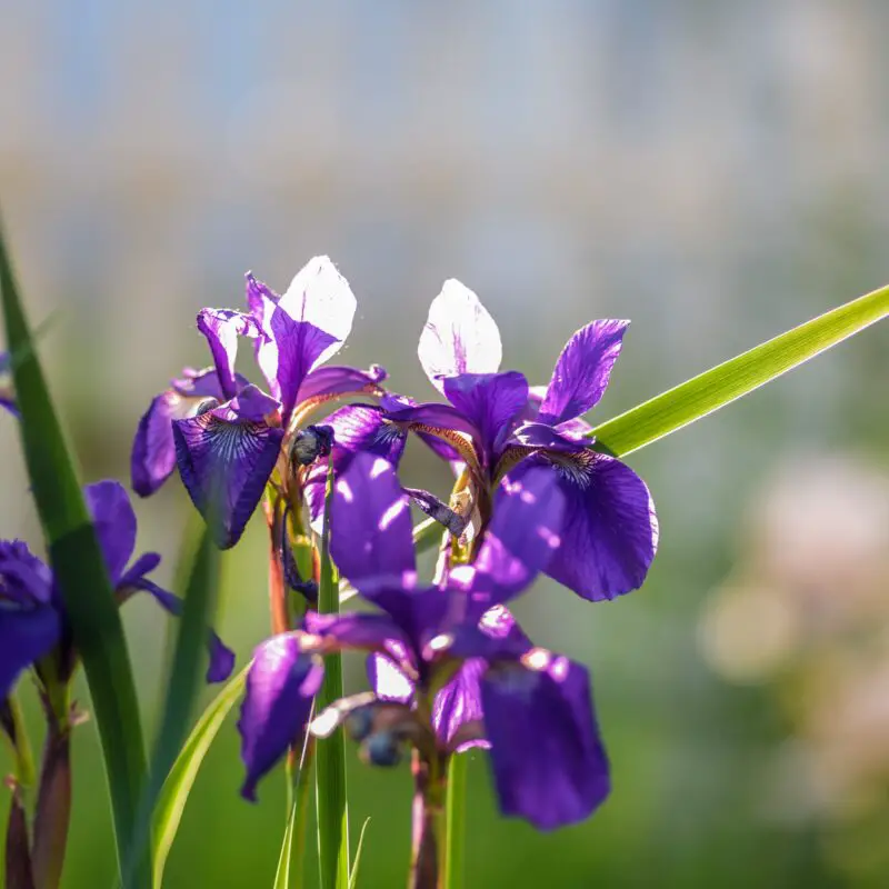 The Meaning and Symbolism of Iris A to Z Flowers