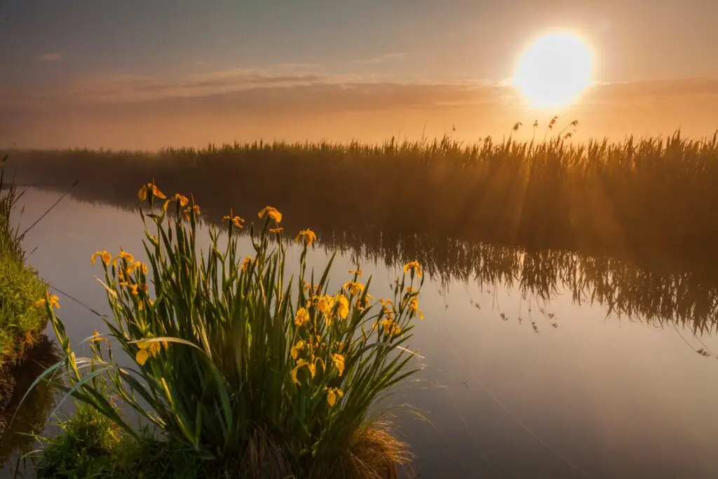Beautiful yellow iris flowers in the rays of the dawn sun.