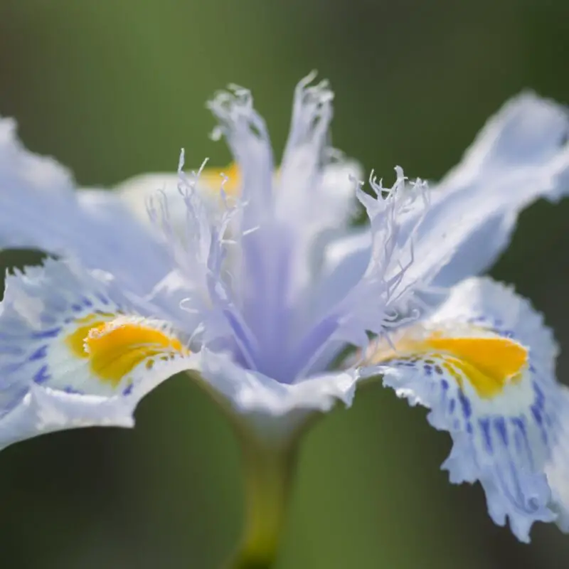 The Meaning and Symbolism of Iris A to Z Flowers