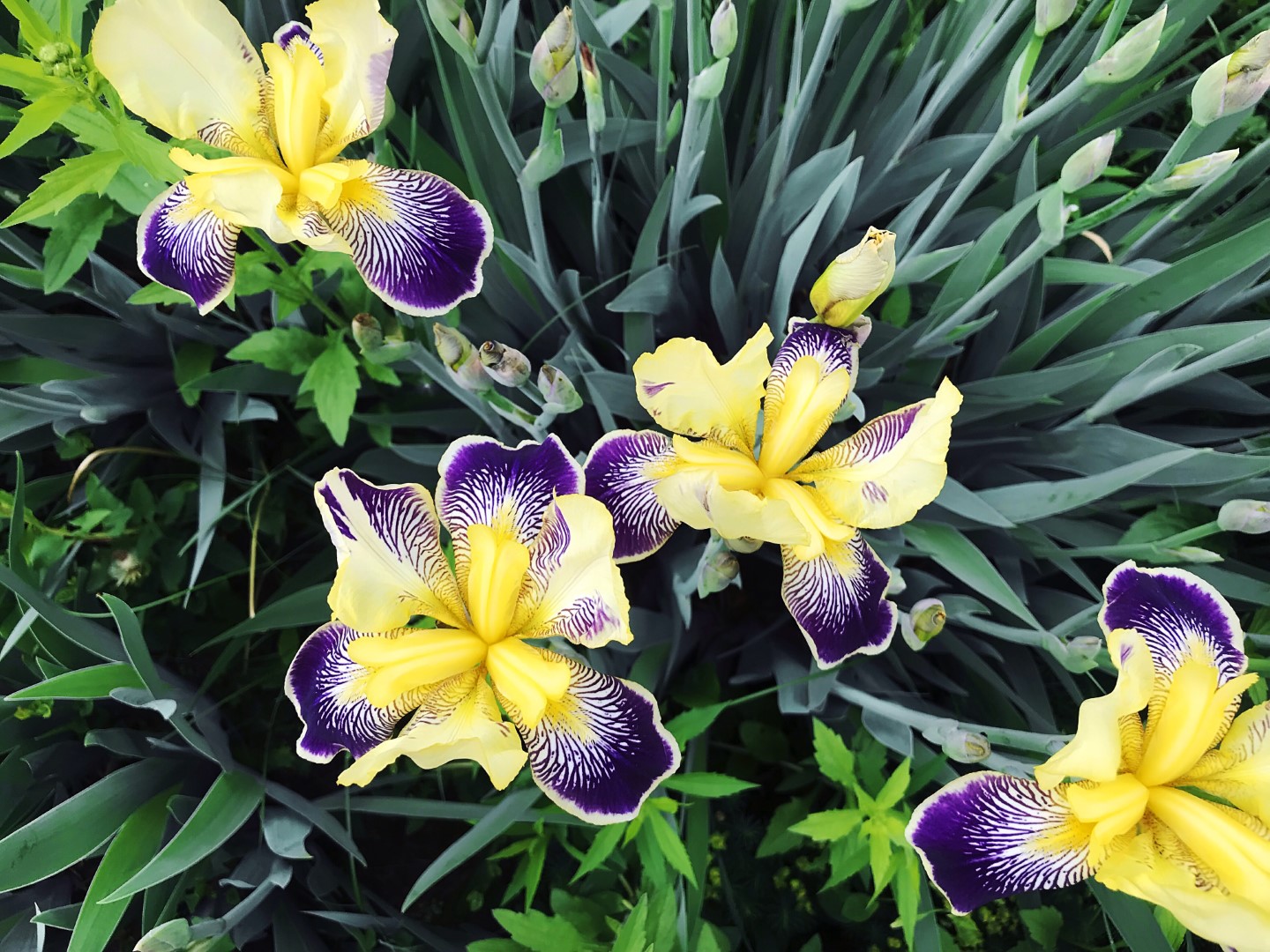 The Meaning and Symbolism of Iris A to Z Flowers