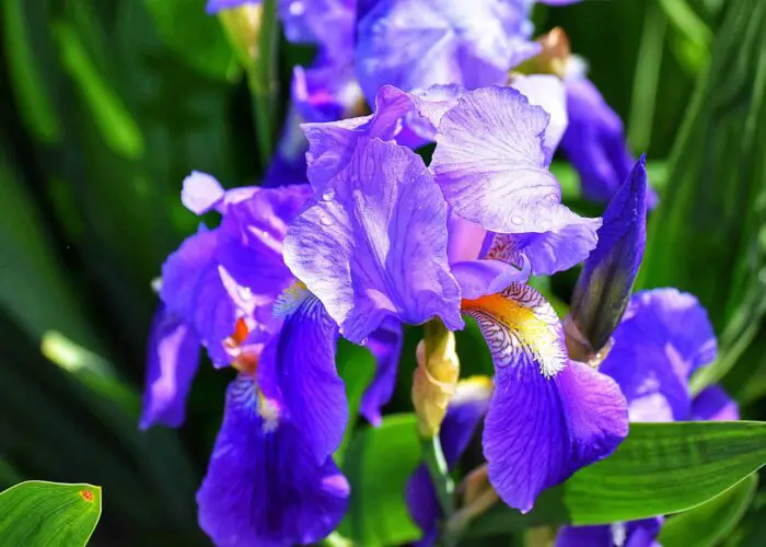The Meaning and Symbolism of Iris