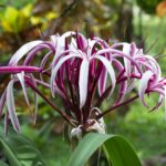 Crinum