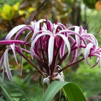 Crinum