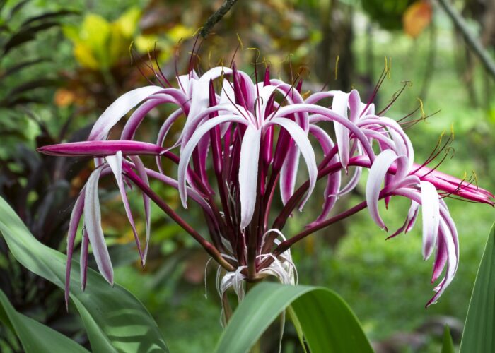 Crinum (Swamp Lily; Spider Lily)