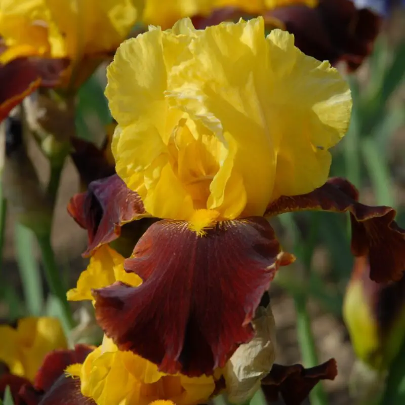 The Meaning and Symbolism of Iris A to Z Flowers