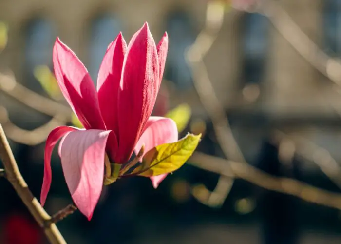 Magnolia Flower Meaning and Symbolism