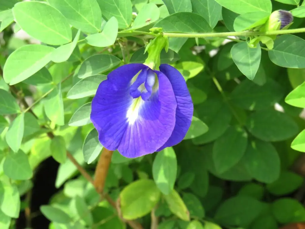 Clitoria Butterfly Pea Plant – A to Z Flowers