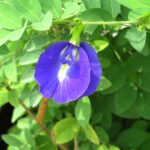 Clitoria