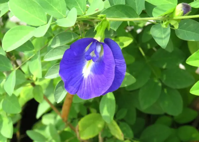 Clitoria (Butterfly Pea Plant)