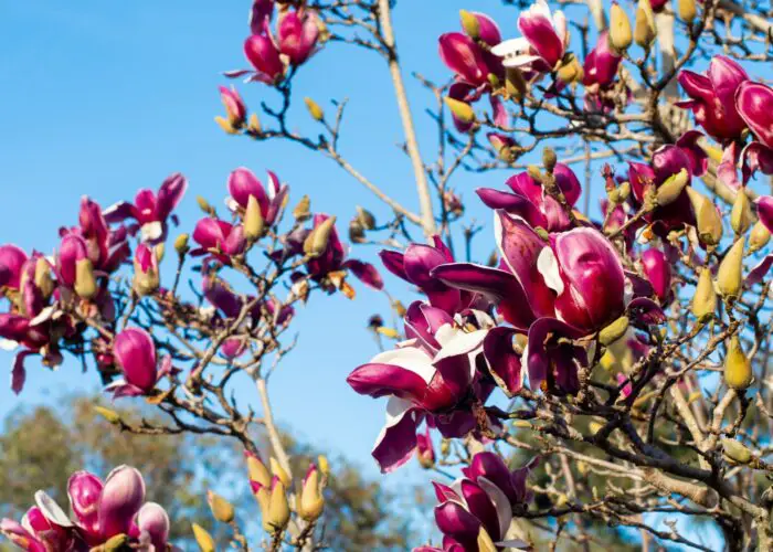 Magnolia Flower Meaning and Symbolism