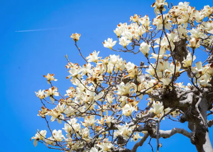 Magnolia Flower Meaning and Symbolism