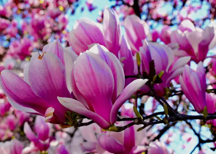 Magnolia Flower Meaning and Symbolism