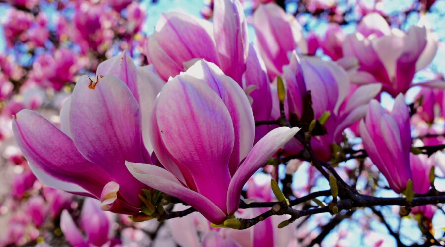 Magnolia Flower Meaning and Symbolism