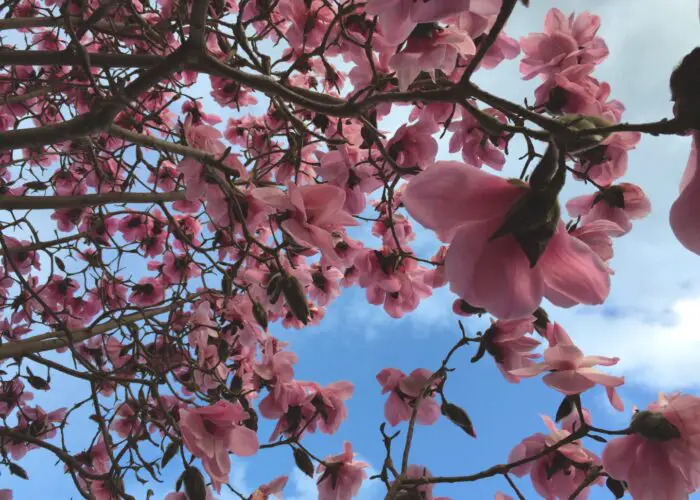 Magnolia Flower Meaning and Symbolism