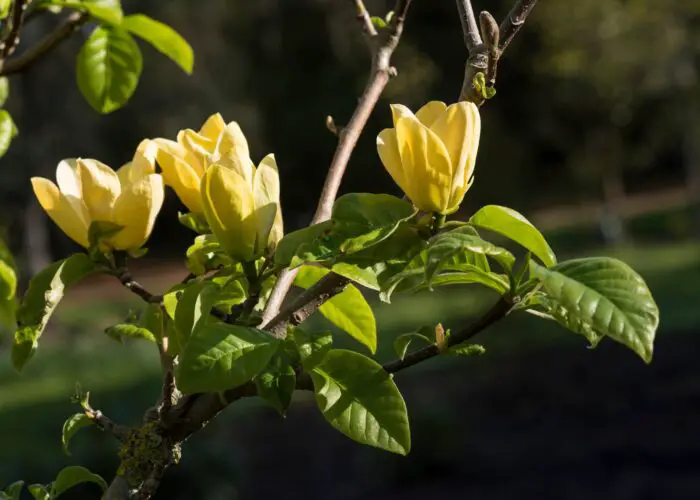 Magnolia Flower Meaning and Symbolism