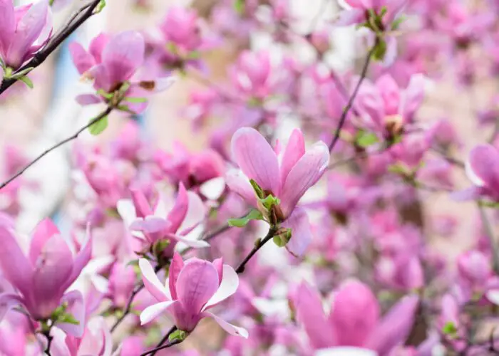 Magnolia Flower Meaning and Symbolism