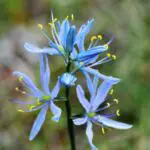 Camassia