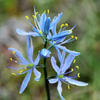 Camassia