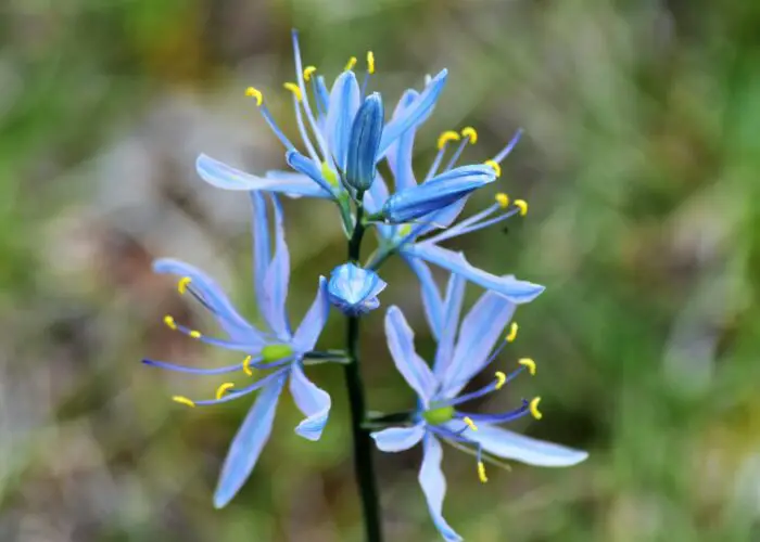 Camassia (Camas; Quamash)