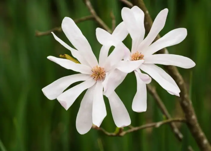 Magnolia Flower Meaning and Symbolism