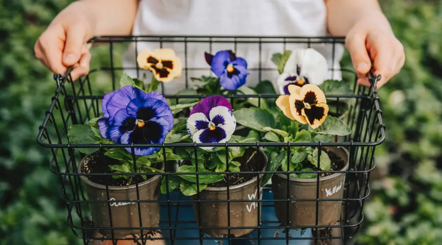 7 Most Popular Varieties of Violets to Brighten Up Your Garden