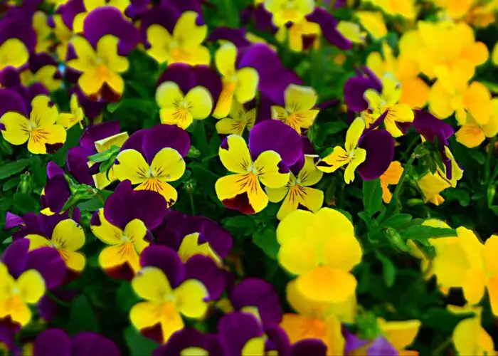 7 Most Popular Varieties of Violets to Brighten Up Your Garden