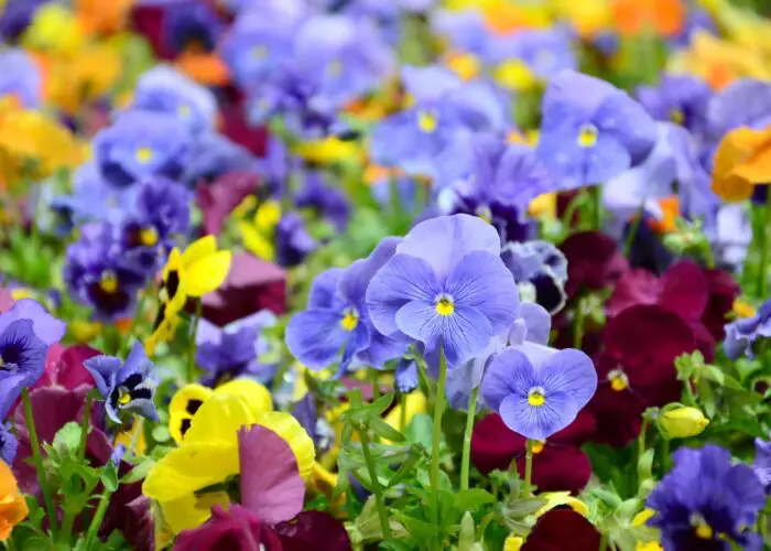 7 Most Popular Varieties of Violets to Brighten Up Your Garden
