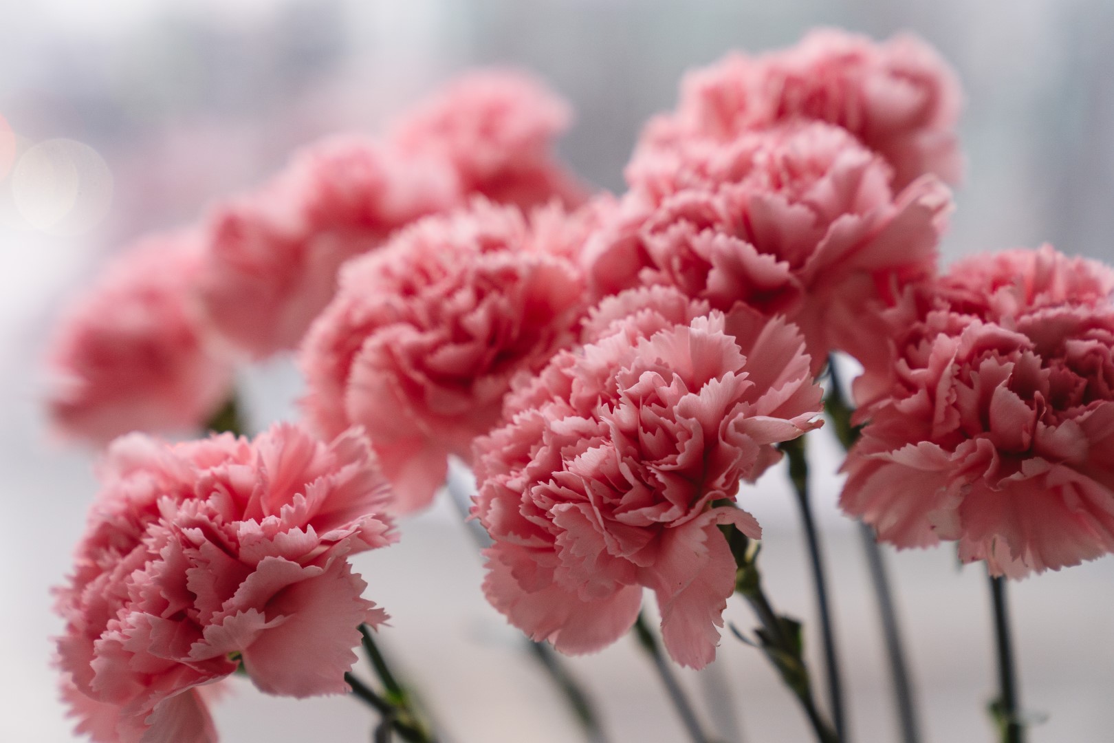 5 Most Beautiful Varieties of Dianthus – A to Z Flowers