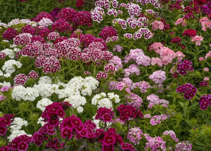 5 Most Beautiful Varieties of Dianthus