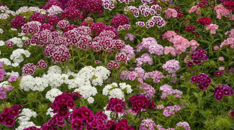 5 Most Beautiful Varieties of Dianthus