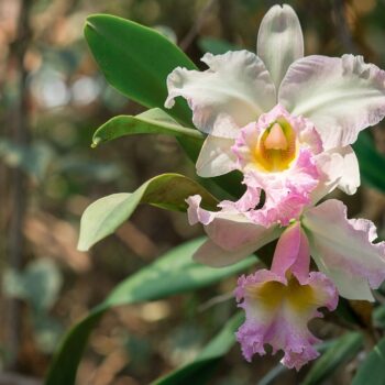 The Amazing Family of Orchids