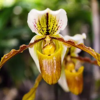 The Amazing Family of Orchids