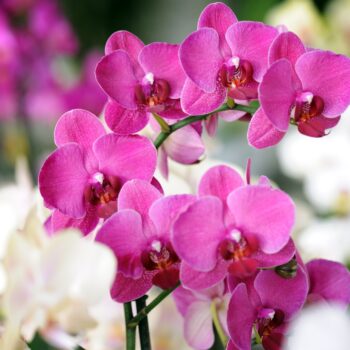 The History, Meaning and Symbolism of Orchids