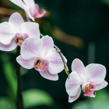 The History, Meaning and Symbolism of Orchids