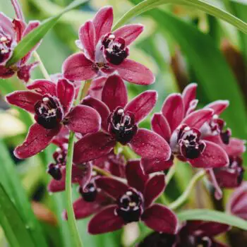 The History, Meaning and Symbolism of Orchids