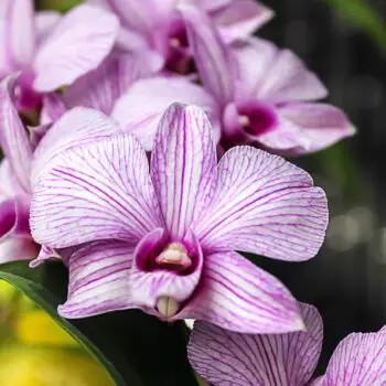 The History, Meaning and Symbolism of Orchids