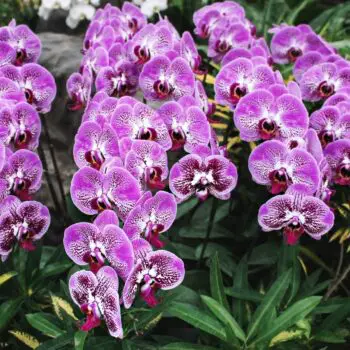 The Amazing Family of Orchids