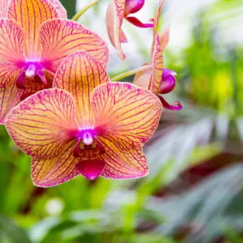 The Amazing Family of Orchids