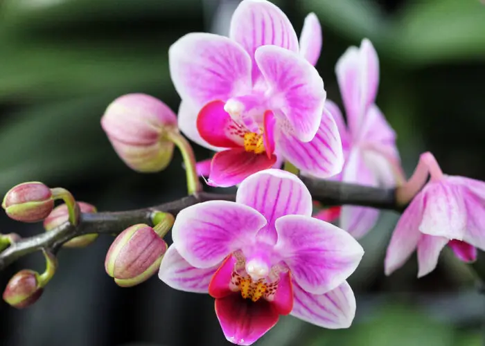 The Amazing Family of Orchids