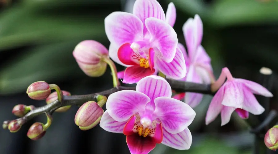 The Amazing Family of Orchids