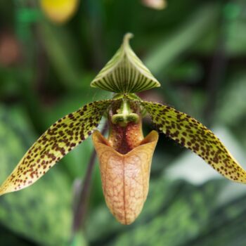 The History, Meaning and Symbolism of Orchids