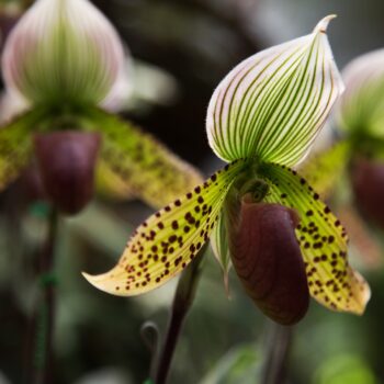 The Amazing Family of Orchids