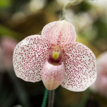 The History, Meaning and Symbolism of Orchids